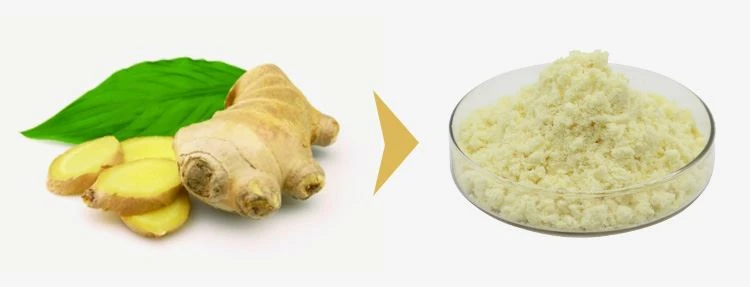 Gingerol 1%