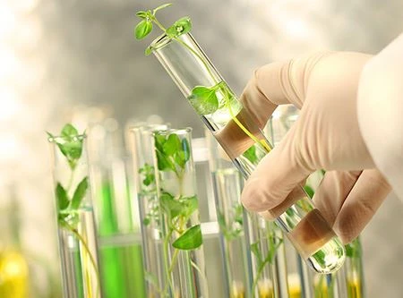 植物抽出物市場の見通し2021